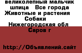 великолепный мальчик шпица - Все города Животные и растения » Собаки   . Нижегородская обл.,Саров г.